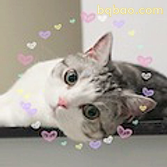 猫咪撒娇求摸摸