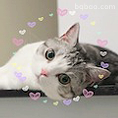 猫咪撒娇求摸摸