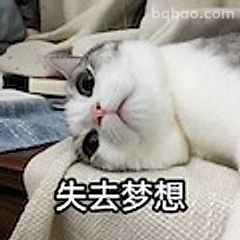 失去梦想的猫