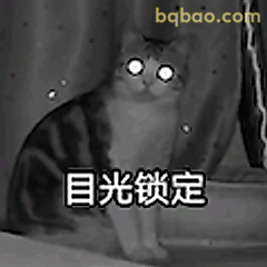 目光锁定猫咪