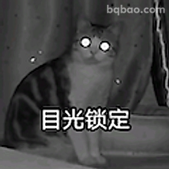 目光锁定猫咪