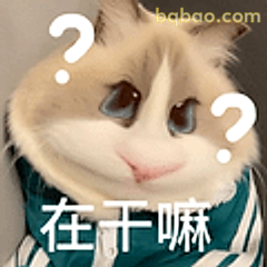 在干嘛？猫咪疑惑脸