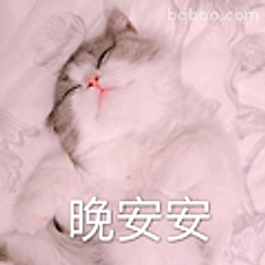 晚安安小猫咪