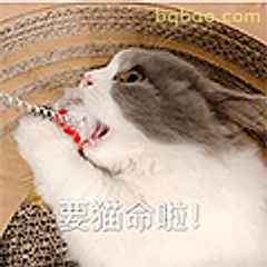 要猫命啦！