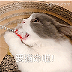 要猫命啦！