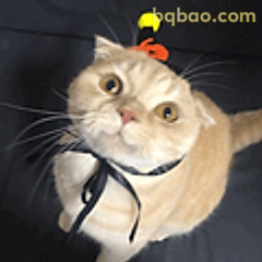 戴蝴蝶结的萌猫