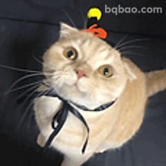 戴蝴蝶结的萌猫