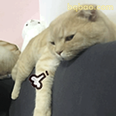 猫咪伸懒腰
