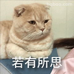 若有所思的猫