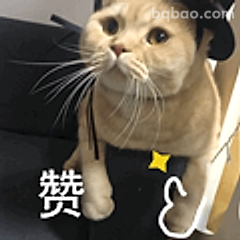 猫咪点赞表情包