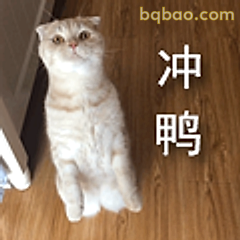 冲鸭猫咪