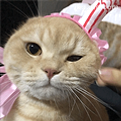 戴粉帽猫咪歪头杀