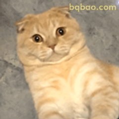 橘猫歪头萌萌哒