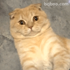 橘猫歪头萌萌哒