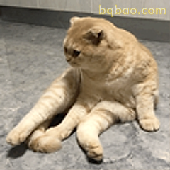 瘫猫摆烂日常