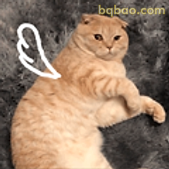 天使猫猫举手