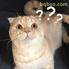 猫咪一脸问号