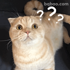 猫咪一脸问号