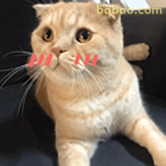 生气小猫怼人