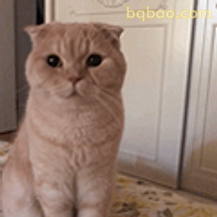 橘猫歪头萌态