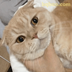 橘猫歪头杀