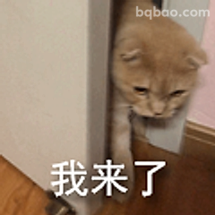 我来了小猫咪