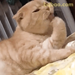 橘猫挠脸思考中