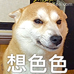 想色色柴犬