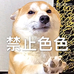 禁止色色柴犬