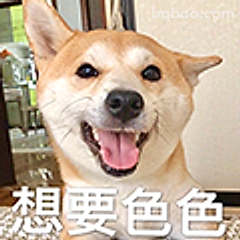 想要色色柴犬