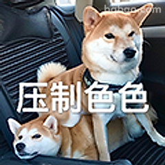 压制色色柴犬