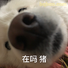 在吗猪