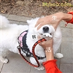 我生活被摸头杀