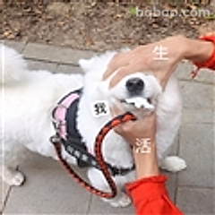 我生活被摸头杀