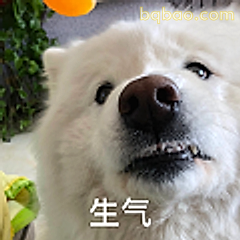 生气萨摩耶