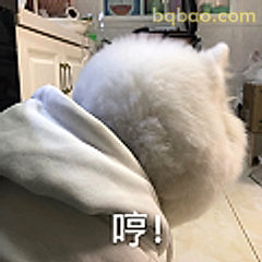 哼！白猫背影