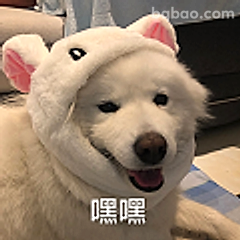 戴独角兽帽的萨摩耶嘿嘿