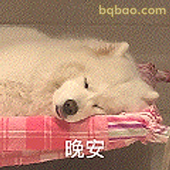 晚安萌犬
