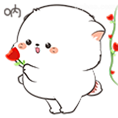 小白狗送玫瑰花