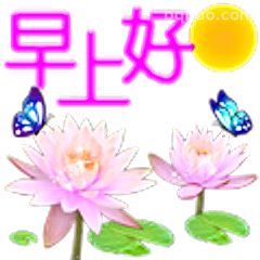 早上好莲花