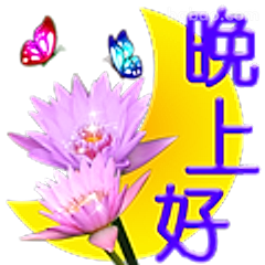 晚上好莲花蝴蝶
