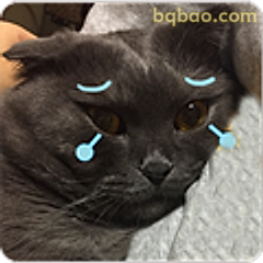 黑猫流泪表情包