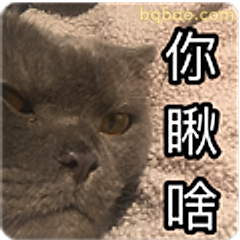 你瞅啥猫咪