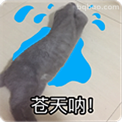 苍天呐！猫爪踩水