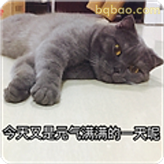 元气满满猫咪躺平