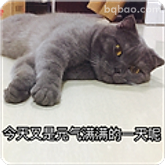 元气满满猫咪躺平