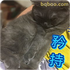 猫咪矜持中