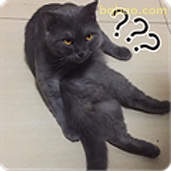 黑猫躺平问号脸