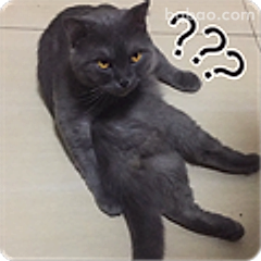 黑猫躺平问号脸