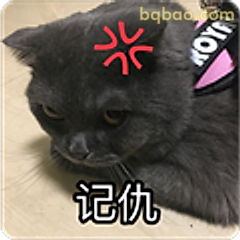 记仇小猫
